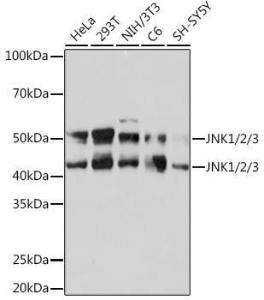 Antibody A307841-100 100 µl