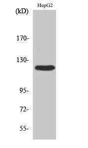 Western blot analysis of various cells using Anti-FAK Antibody