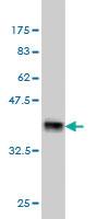 Anti-ARMCX1 Mouse Monoclonal Antibody [clone: 6E10]