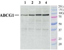 Anti-ABCG1 Rabbit Polyclonal Antibody