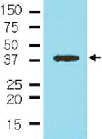 Anti-NANOG Mouse Monoclonal Antibody [clone: 5A10]