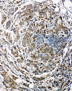 Anti-Bag3 Rabbit Polyclonal Antibody