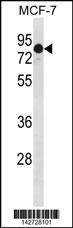 Anti-GATAD2A Rabbit Polyclonal Antibody (Biotin)