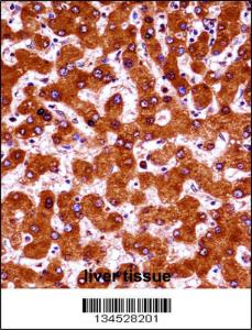 Anti-UBE4A Rabbit Polyclonal Antibody