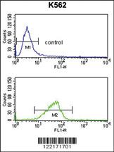 Anti-FGF10 Rabbit Polyclonal Antibody