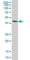 Anti-MRPS27 Mouse Polyclonal Antibody