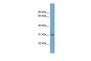 Anti-FGL1 Rabbit Polyclonal Antibody