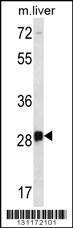 Anti-DRGX Rabbit Polyclonal Antibody (HRP (Horseradish Peroxidase))