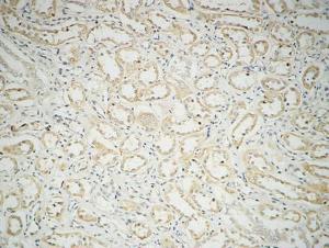 Immunohistochemical analysis of paraffin-embedded human kidney using Anti-Fatty Acid Synthase Antibody