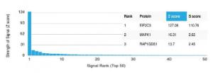 Analysis of protein array containing more than 19,000 full-length human proteins using Anti-AGO3 Antibody [PCRP-AGO3-1C5