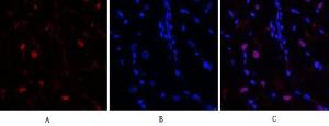 Immunofluorescence analysis of rat heart tissue using Anti-BCL6 Antibody (red) at 1:200 (4°C overnight) Cy3 labelled secondary antibody was used at 1:300 (RT 50min) Panel A: Target Panel B: DAPI Panel C: Merge