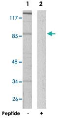 Anti-ZNF688 Rabbit Polyclonal Antibody