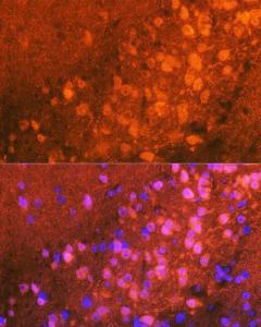 Antibody A307841-100 100 µl