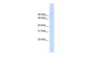 Anti-ZNF224 Rabbit Polyclonal Antibody