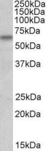 Antibody A84917-100 100 µg