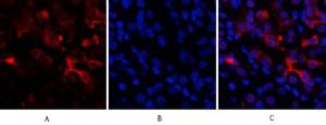 Immunofluorescence analysis of human stomach tissue using Anti-BCL6 Antibody (red) at 1:200 (4°C overnight) Cy3 labelled secondary antibody was used at 1:300 (RT 50min) Panel A: Target Panel B: DAPI Panel C: Merge