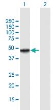 Anti-MICB Mouse Polyclonal Antibody