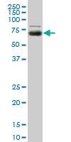 Anti-MGAT4A Mouse Monoclonal Antibody [clone: 8C5]