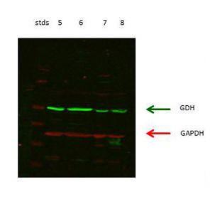 Anti-GLUD1 Rabbit Polyclonal Antibody