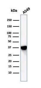 Western blot analysis of A549 cell lysate using Anti-Annexin A1 Antibody [ANXA1/1672]