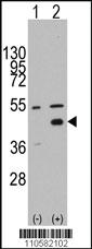 Anti-WIF1 Rabbit Polyclonal Antibody