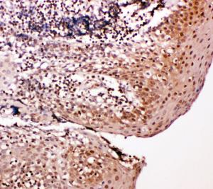 Anti-Caspase-14 Rabbit Polyclonal Antibody