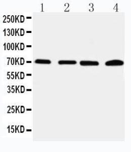 Anti-IRAK2 Rabbit Antibody