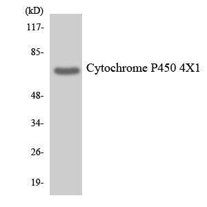 Western blot analysis of the lysates from HeLa cells using Anti-Cytochrome P450 4X1 Antibody