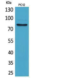 Antibody anti-BCAM 100 µg