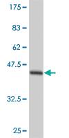 Anti-TEK Mouse Monoclonal Antibody [clone: 4C4]