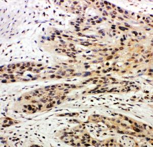 Anti-Caspase-14 Rabbit Polyclonal Antibody