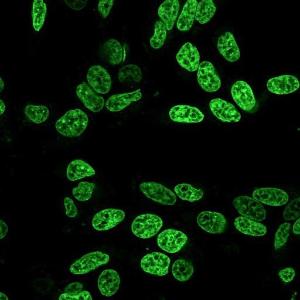 Live cell nuclear stain