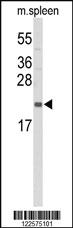 Anti-IL31 Rabbit Polyclonal Antibody