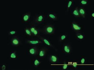 Anti-MAP2K6 Mouse Monoclonal Antibody [clone: 2F2]