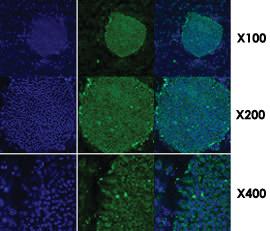 Anti-HSP90AB1 Mouse Monoclonal Antibody [clone: 2H3]