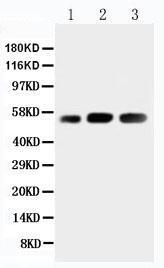 Anti-KIN Rabbit Antibody