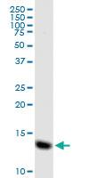 Anti-MIF Rabbit Polyclonal Antibody