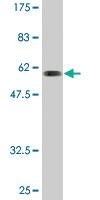 Anti-SNX11 Mouse Monoclonal Antibody [clone: 2G1]