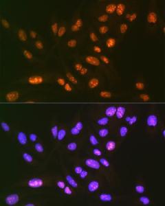 Immunofluorescence analysis of U-2 OS cells using Anti-SF3B3 Antibody [ARC1667] (A309080) at a dilution of 1:100 (40X lens). DAPI was used to stain the cell nuclei (blue)