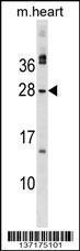 Anti-MSC Rabbit Polyclonal Antibody (Biotin)