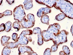 Immunohistochemical analysis of formalin-fixed, paraffin-embedded human placenta using Anti-PAPP A Antibody [PAPPA/2715]