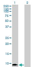 Anti-MIF Rabbit Polyclonal Antibody