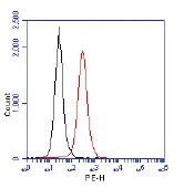 Anti-TP53BP1 Rabbit Polyclonal Antibody