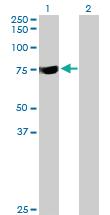 Anti-SYTL3 Mouse Polyclonal Antibody