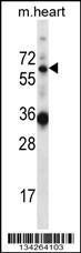 Anti-GATAD2B Rabbit Polyclonal Antibody (APC (Allophycocyanin))