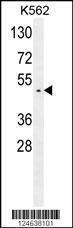 Anti-GTPBP2 Rabbit Polyclonal Antibody (PE (Phycoerythrin))