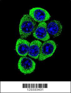 Anti-TMEM150B Rabbit Polyclonal Antibody (Biotin)