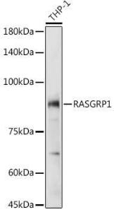 Western blot analysis of extracts of THP-1 cells, using Anti-RASGRP1 Antibody (A8633) at 1:1,000 dilution