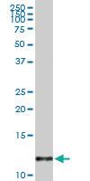 Anti-MIF Rabbit Polyclonal Antibody