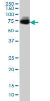 Anti-MGAT4A Mouse Monoclonal Antibody [clone: 4H4]